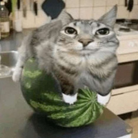 Commenters avatar
