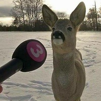 Commenters avatar