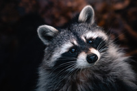 Commenters avatar