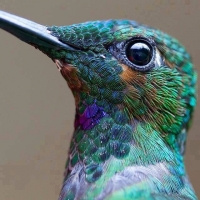 Commenters avatar
