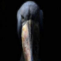 Commenters avatar