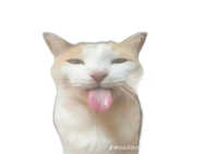 Commenters avatar