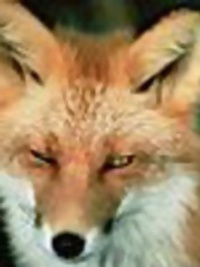 Commenters avatar