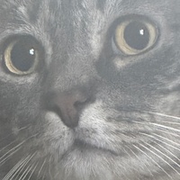 Commenters avatar
