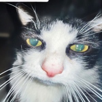 Commenters avatar