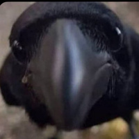 Commenters avatar