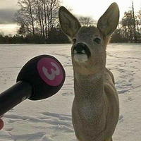 Commenters avatar