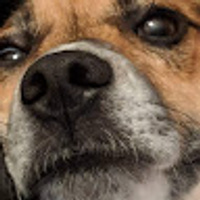 Commenters avatar