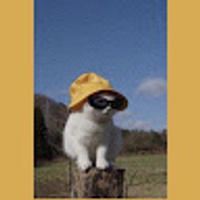 Commenters avatar